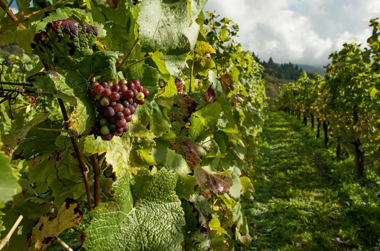 Limeburn Hill Vineyard