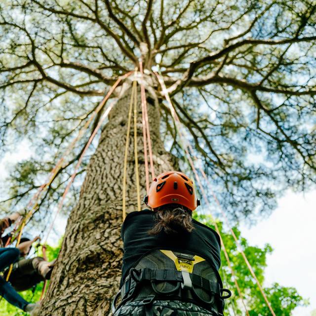 Tree climbing