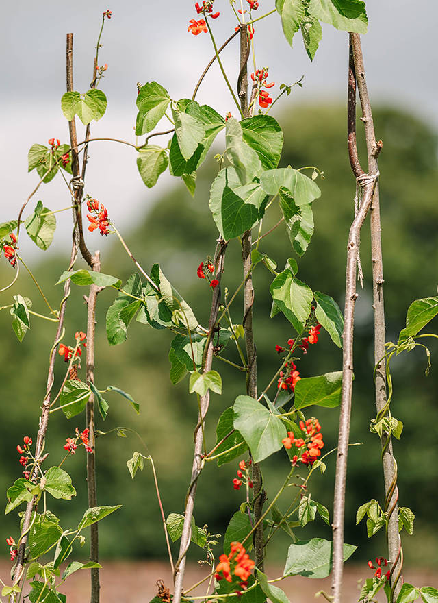 Kitchen Garden