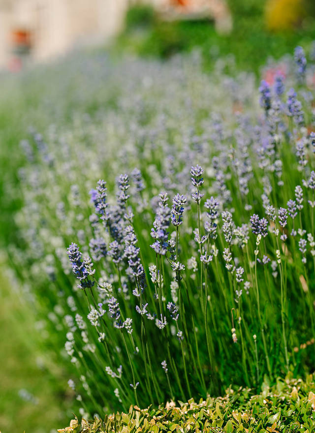 Lavender boarders