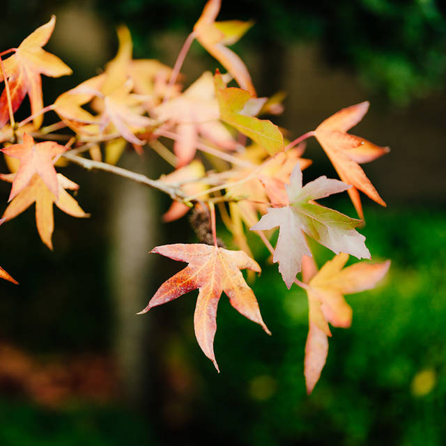 Autumn colour